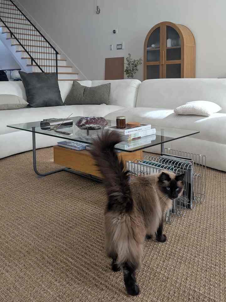 Natural modern living room with white sofa, glass coffee table, and a cat in foreground creating a cozy atmosphere
