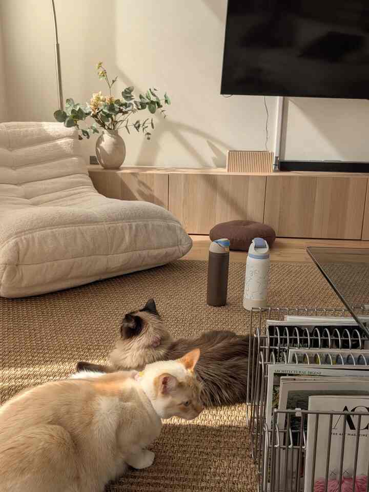 A white-walled living room with wood tone furniture, featuring two cats resting on a rug in a warm atmosphere
