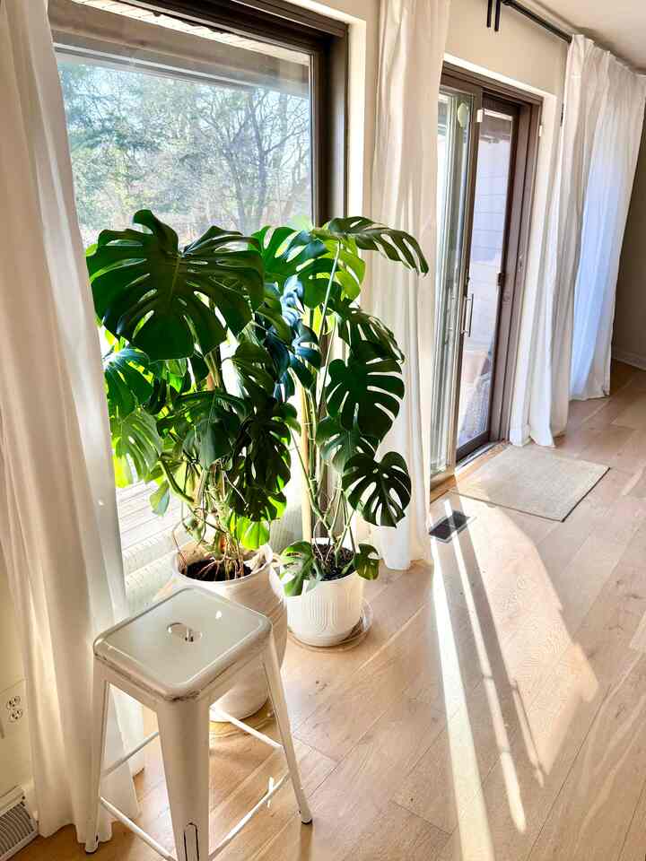 My plants appeared so happy as they basked in the morning sun.☀️
#plant #planter #spring #warm #cozy #natural