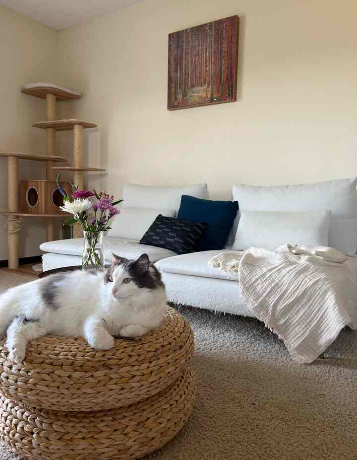 Every time I snap a photo of my house, my little furbaby Nunu just loves to jump into the frame! It's like having a furry co-photographer!

#livingroominterior #couch #ikea #spring