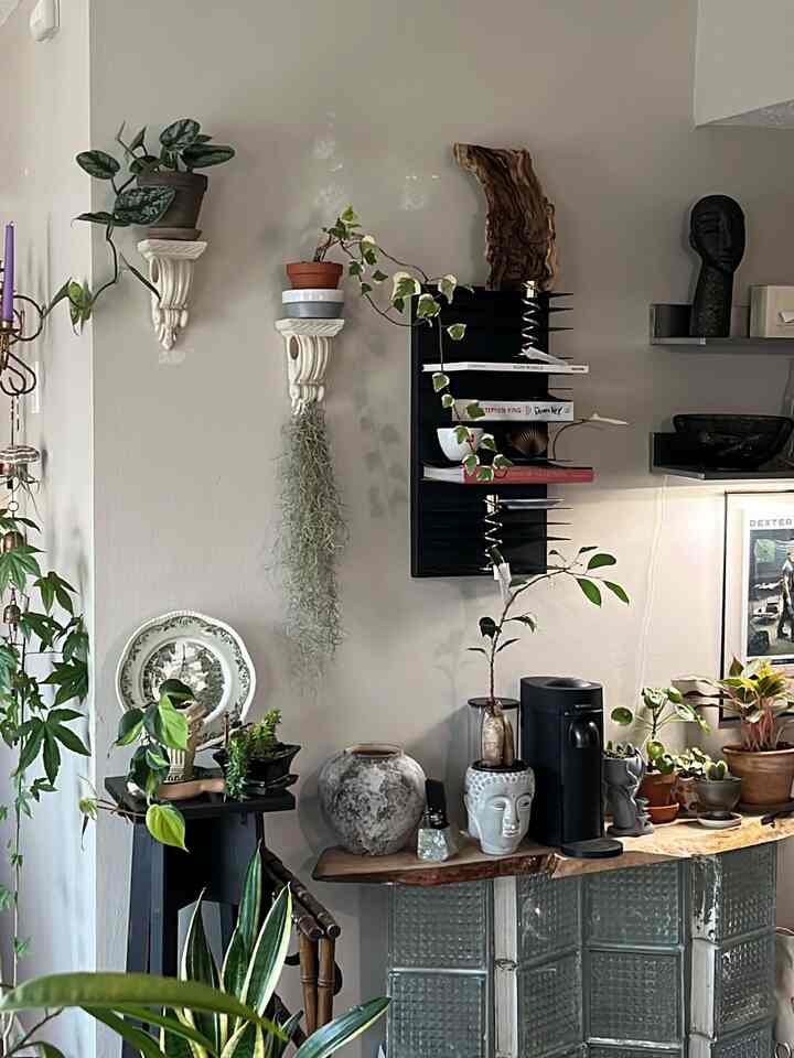 Hey! I'm a plant mom/ grad student living in the US with 90+ plants of mine🌿 I've been living here for 3 yrs and love decorating my space with things that I've thrifted, paintings that I painted, and plants that I've been raising. Looking forward to interacting with y'all!

#interior #planterior #plantmom #modern #maximalist #livingroominterior #livingroom #thrifted #vintage #vintagelighting #vintagedecor #ikea 