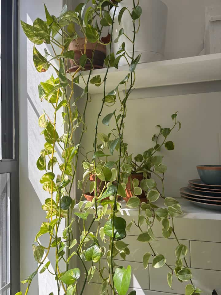 My favorite corner of the kitchen

#kitchen #plants #spring #biophilichome #apartment