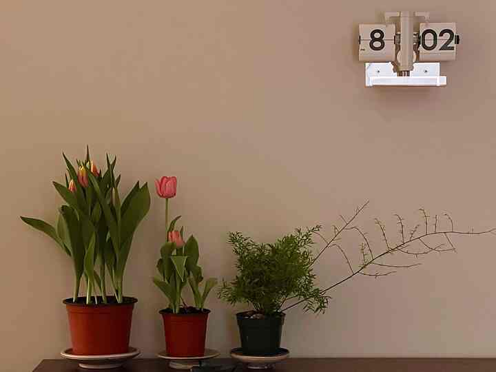 Best 10 bucks spent! Love having potted fresh flowers!

#flower #flowerinterior #colorinterior #colorsofspring #spring #tulips #plant #plantinterior #PlantDeco 