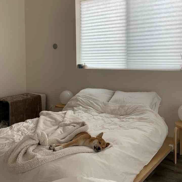 Soft beige and white toned bedroom featuring a cozy bed with a sleeping dog, showcasing a natural modern style space