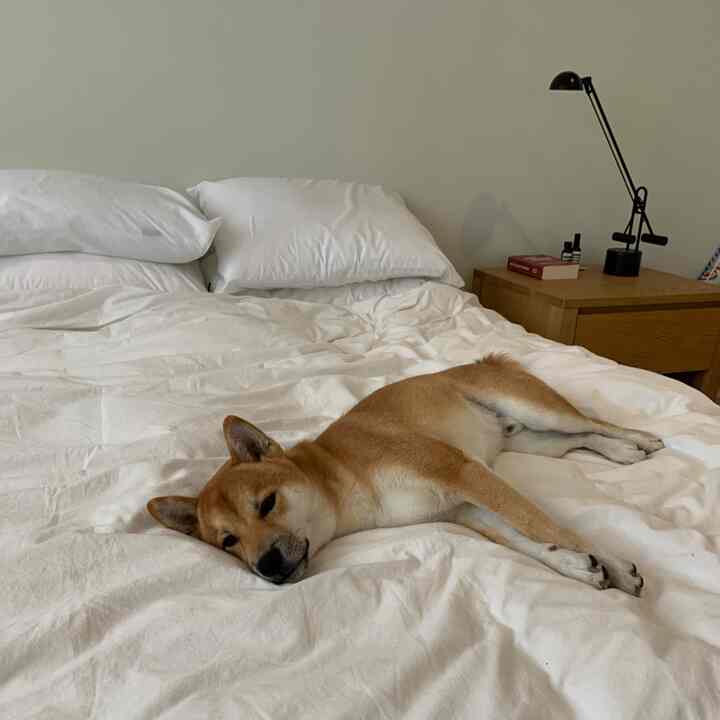 Beige dog lying comfortably on a white bed with wooden nightstand and desk lamp in cozy bedroom