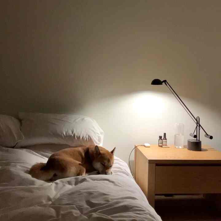 A cozy bedroom with white bedding and wood-tone nightstand, featuring a dog peacefully resting on the bed