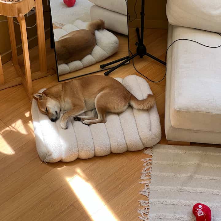 Cozy living room with warm wood tone flooring and beige sofa, featuring a dog sleeping on a cream pet bed
