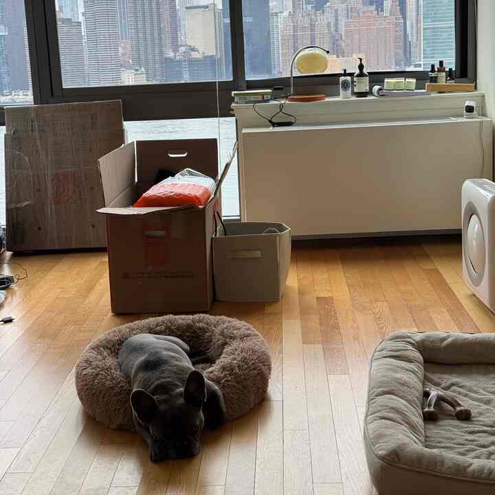 Cozy small space with warm wood flooring and beige pet beds by a large window, featuring a resting dog.