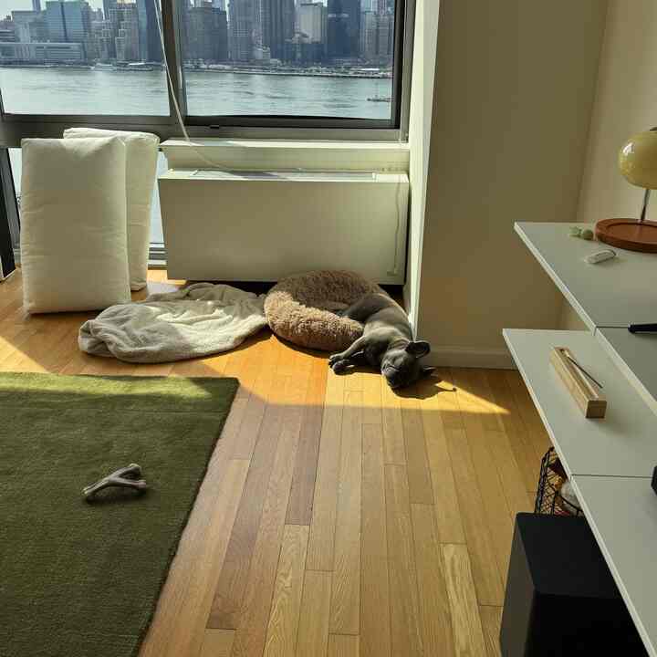 Natural modern living room with wood tone flooring and a green rug, featuring a dog resting in a round pet bed bathed in sunlight by the window