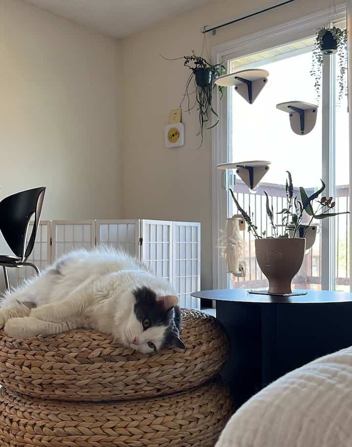 A cozy living space with white walls, natural fiber cushions, cat shelves serving as pet steps, and indoor plants by the window