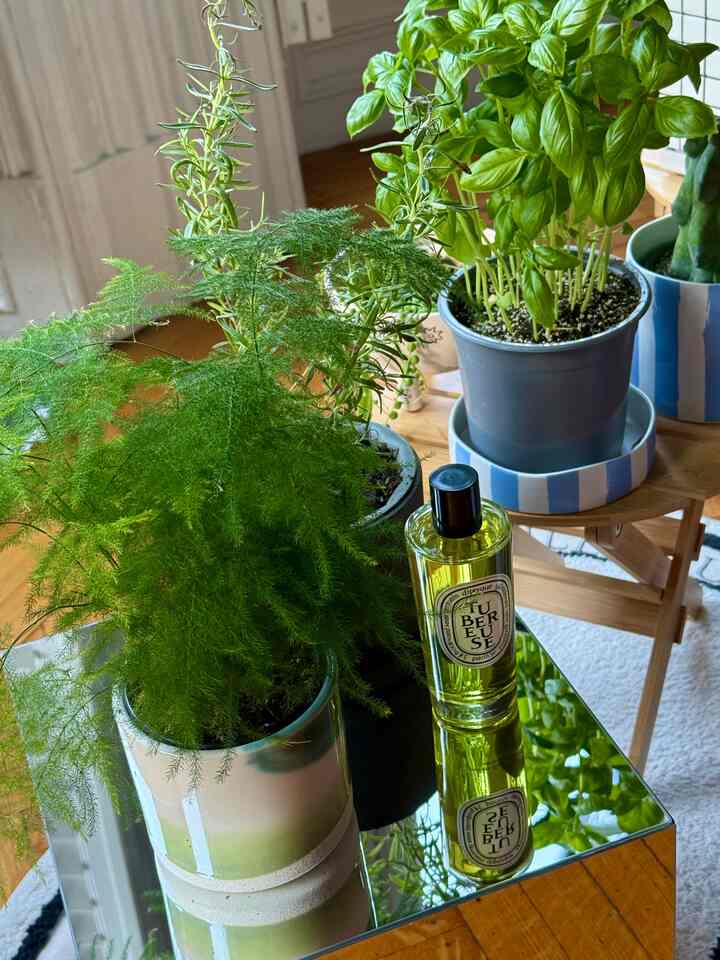 April Greenery 🌿🌱 growing my indoor garden for rosemary and basil 💚
Ikea diy mirror side table & Diptyque roomspray 
#plants #green #mirror #diy #ikeahack #indoorgarden #april