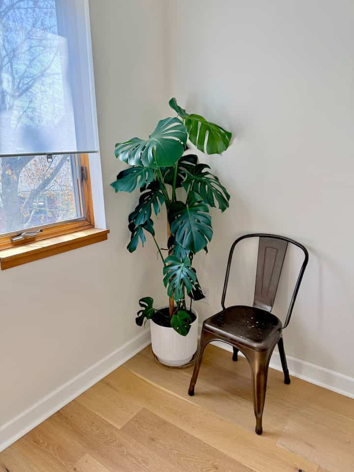 Natural-tone living room corner featuring a metal dining chair and lush green plant creating a cozy atmosphere