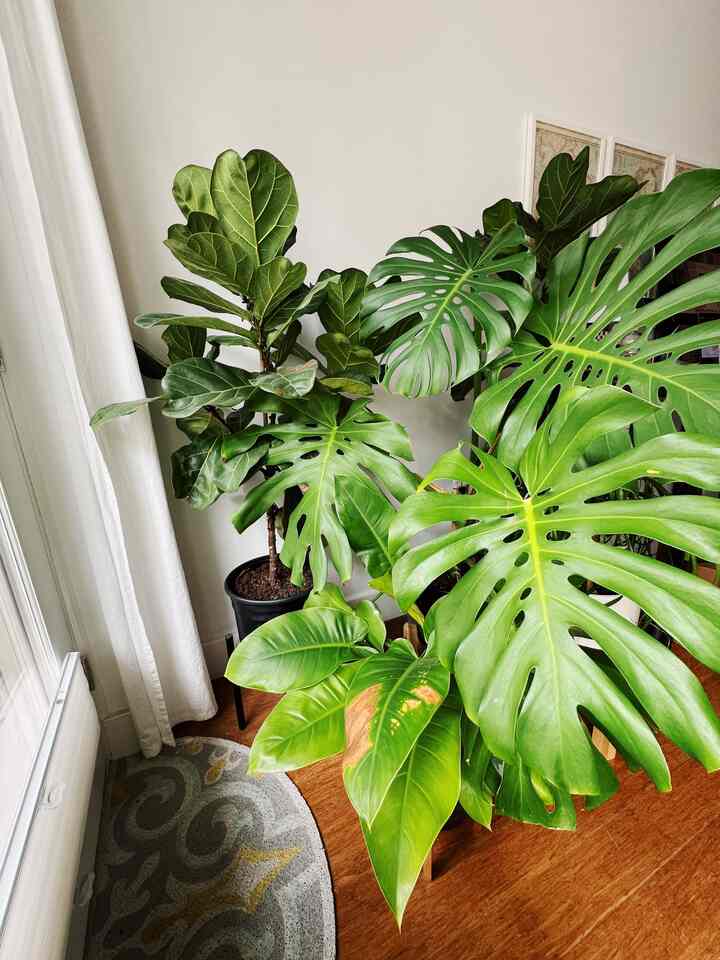 Here in NYC it feels like spring/summer today and my plants are looking forward to getting some fresh air with the doors and windows open 😊

#biophilic #plants #eclectic