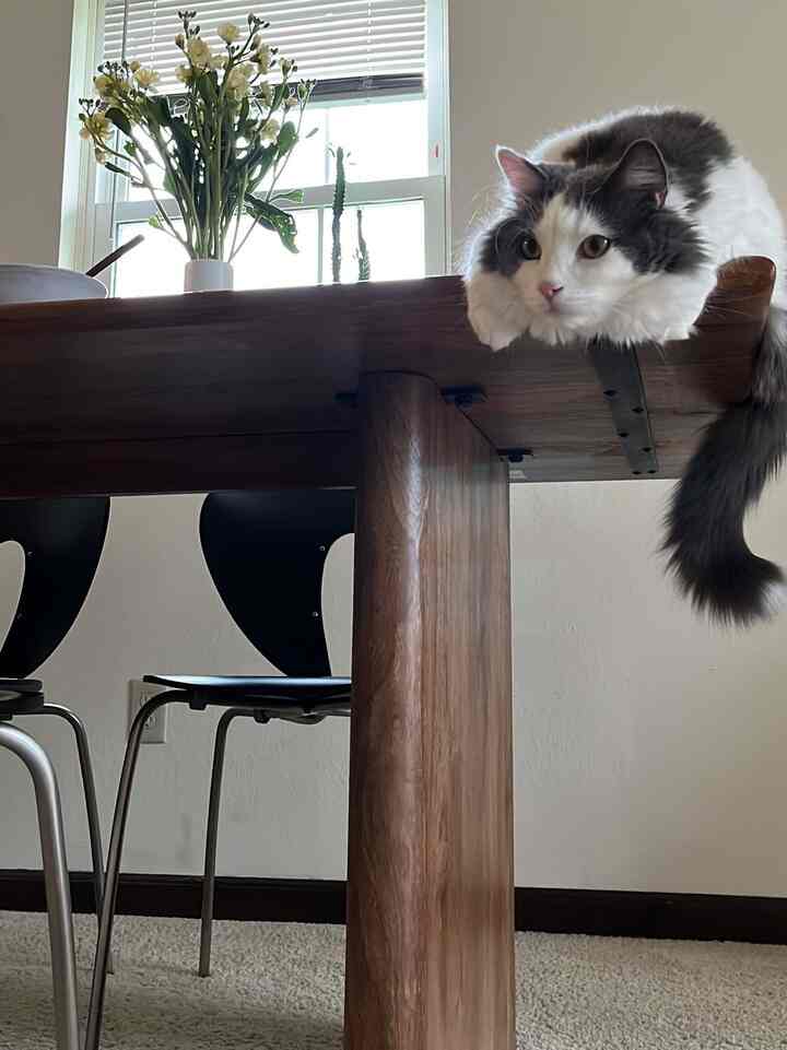 Bright, natural dining room with a brown wooden table featuring a relaxed cat lying on top