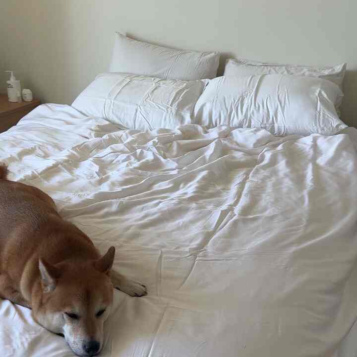 freah sheets >>> #fresh #spring #cozy
