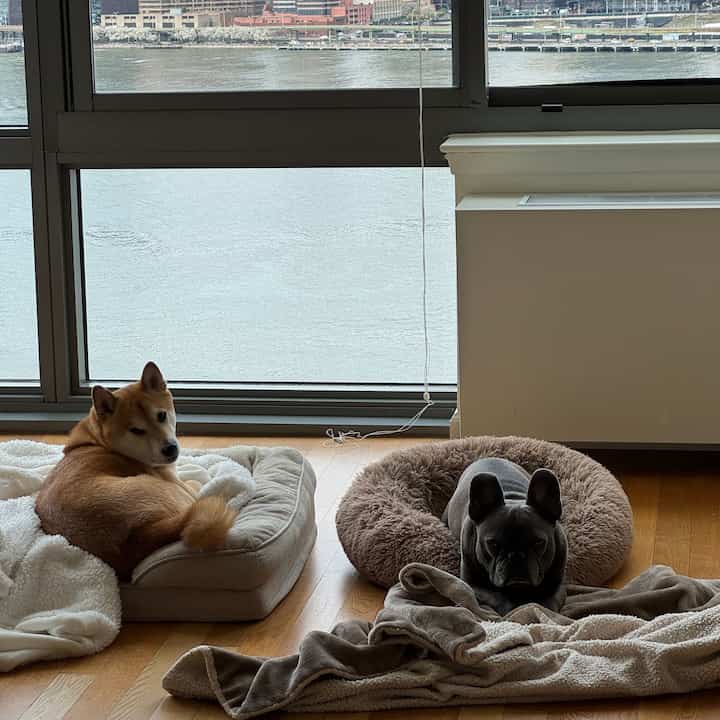 A mid-century modern living room with wood tone flooring and beige pet beds by a large window, featuring two dogs resting comfortably, creating a cozy ambiance