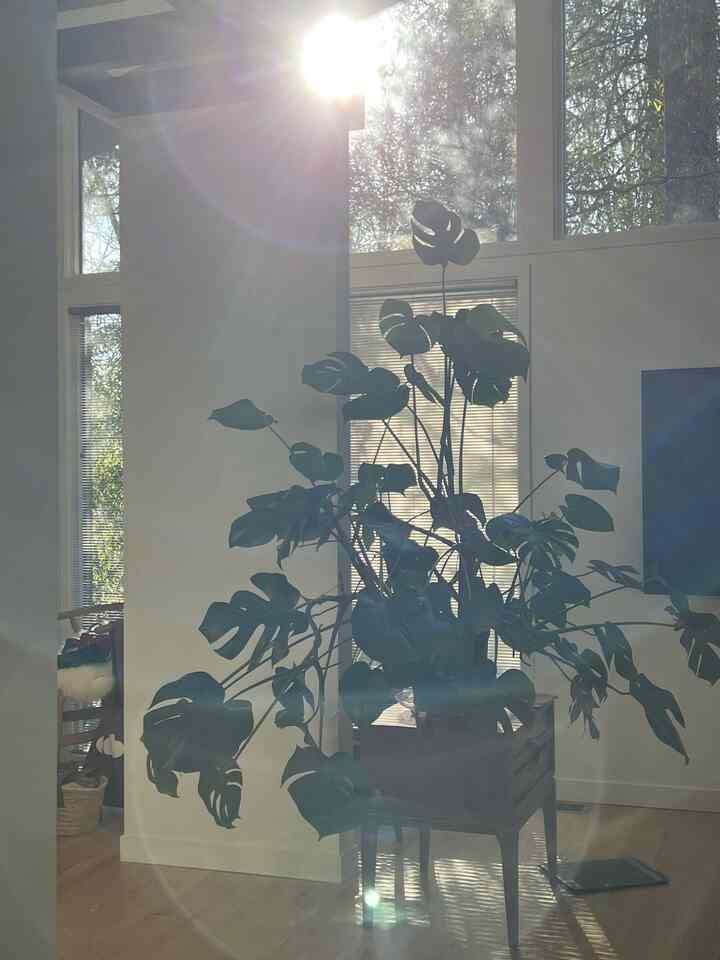 More plant in my bedroom #monstera #indoorplants #bedroomdecor #bedroomonterior #green