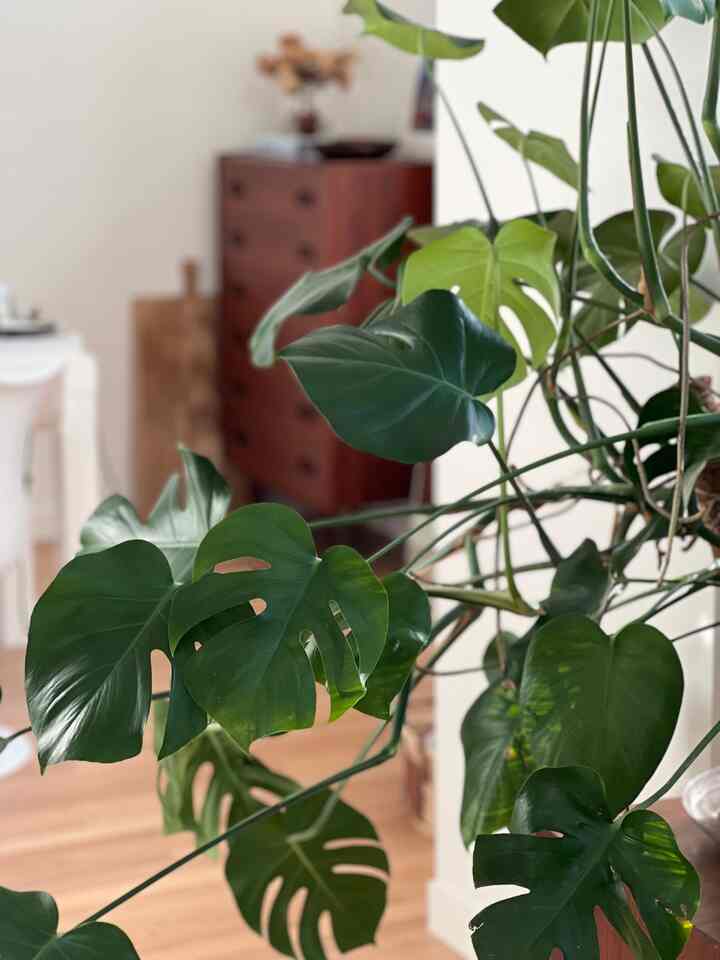 My monster Montera #bedroom #monstera #plantdecor #decoration #indoorplant #bedroomdecor #bedroommood