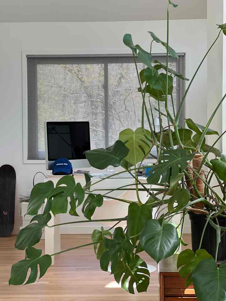 Monstea green #officedecor #homeoffice #roomdecor #roominterior #interior 