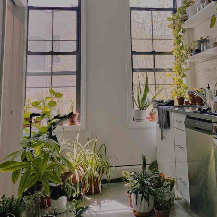 The plants are really taking over

#spring #plants #kitchen #biophilichome #modern #apartment #nyc