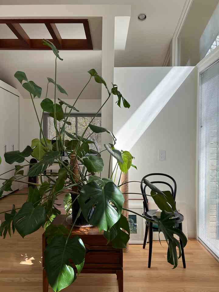 Monstera in my room #greendecor #cozydecor #monstera #indoorplant #roomdecor #cozyrodecor