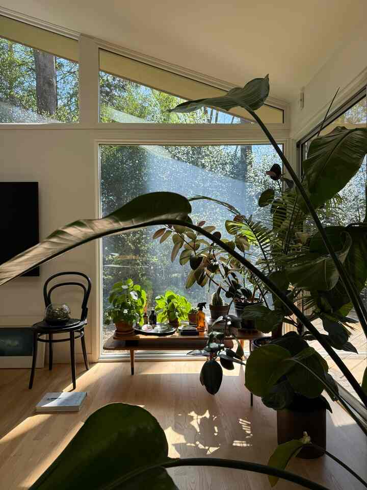 Afternoon view #Planterrier #plantinterior #plantinterior #roomdecor #roominterior #roomandhome 