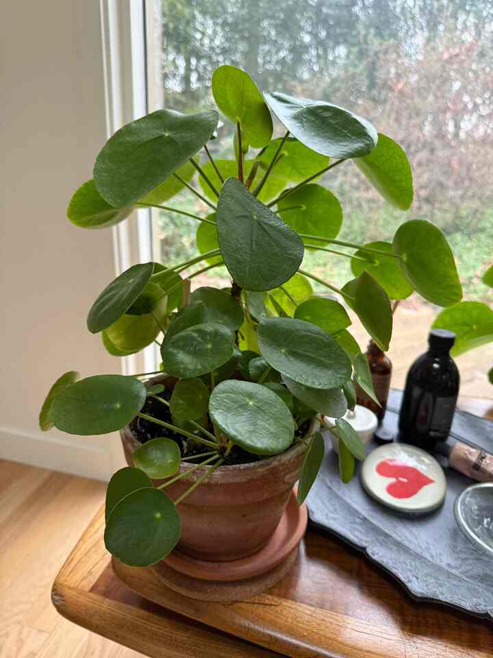 💚💚💚 #plant #plantbutler #plantinterior #plantterrier #roomdecoration #roominterior #room #roomcorner