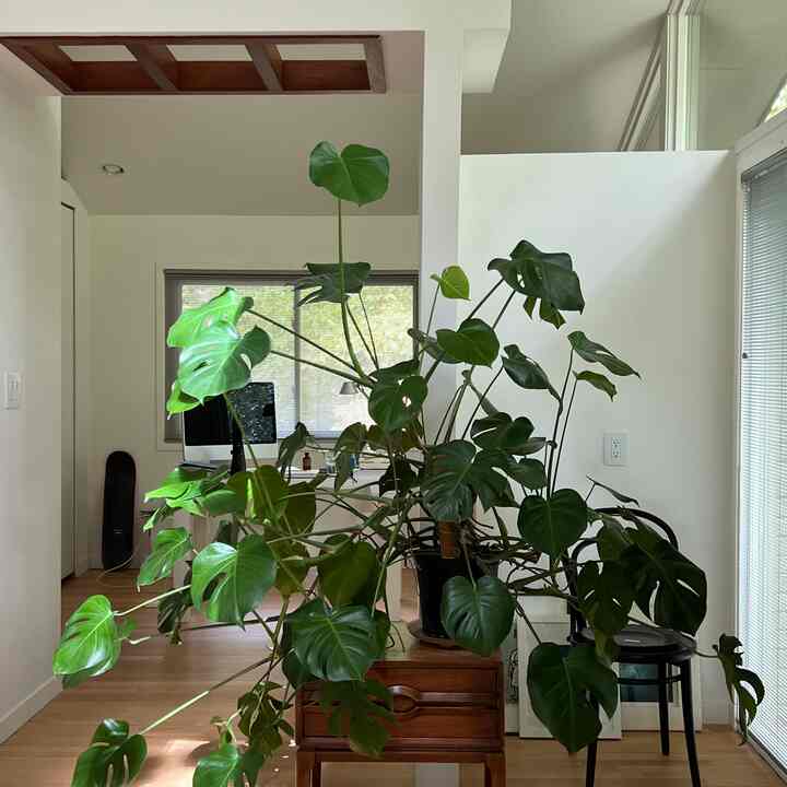 Monstera #plant #monstera #bedroomdecor #bedroominterior #bedroom 