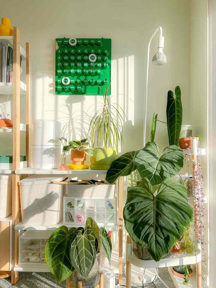 🏠Inside a Bright 1400 Sq Ft Seattle Home Full of Plants and Retro Warmth