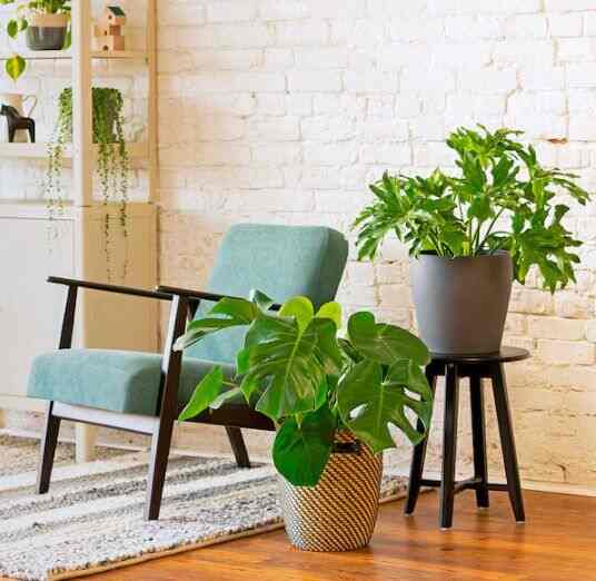 MONSTERA DELICIOSA Potted Plant
