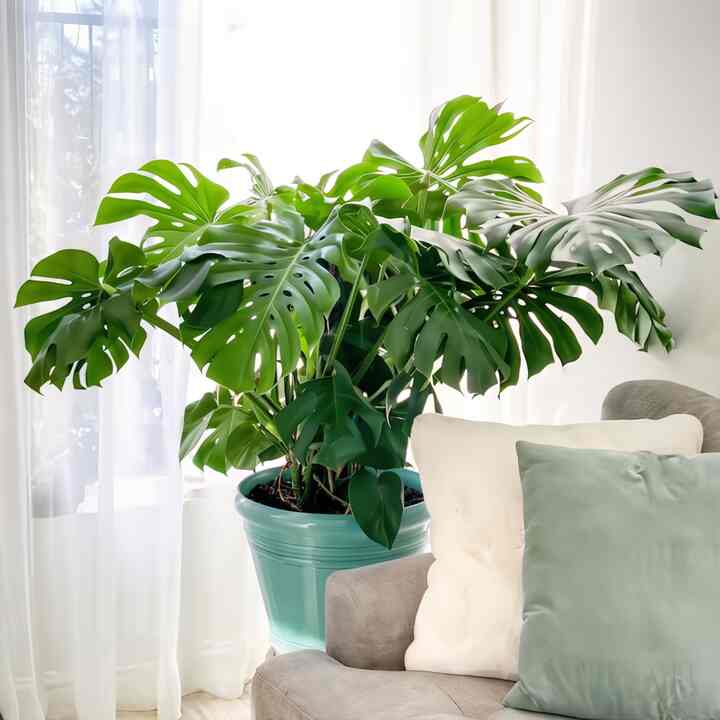 Monstera Deliciosa Split-Leaf Philodendron Live Swiss Cheese Plant