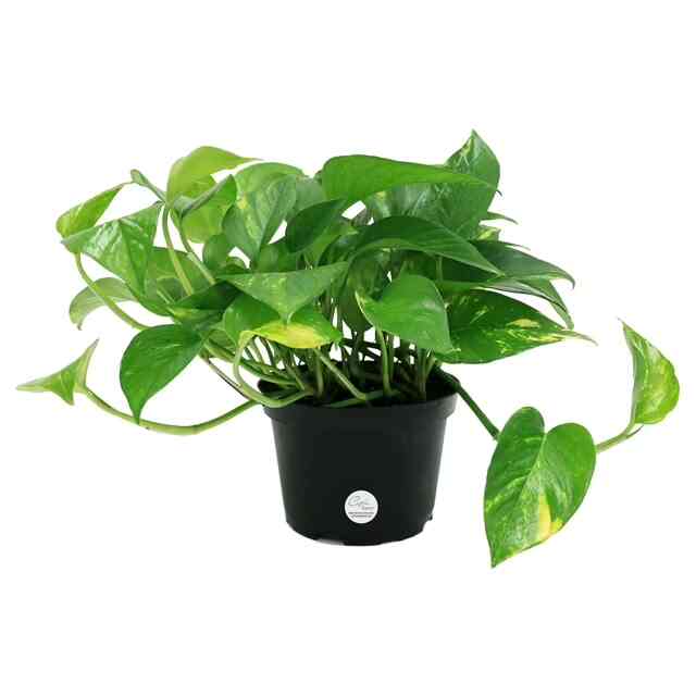 Golden Pothos