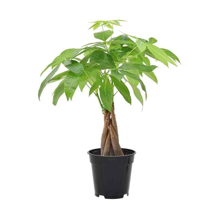 Money Tree Live Indoor Plant (Multiple options)