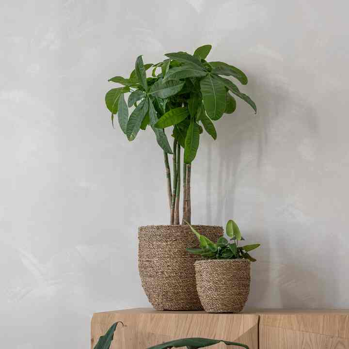 Beige Straw Grass-Wrapped Cement Pot