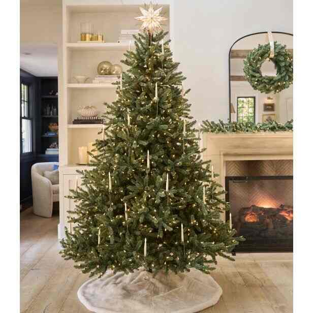 Classic Blue Spruce Trees (Multiple options)