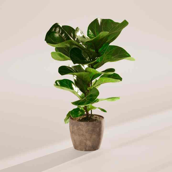 Fiddle Leaf Fig Tree (Ficus Lyrata)