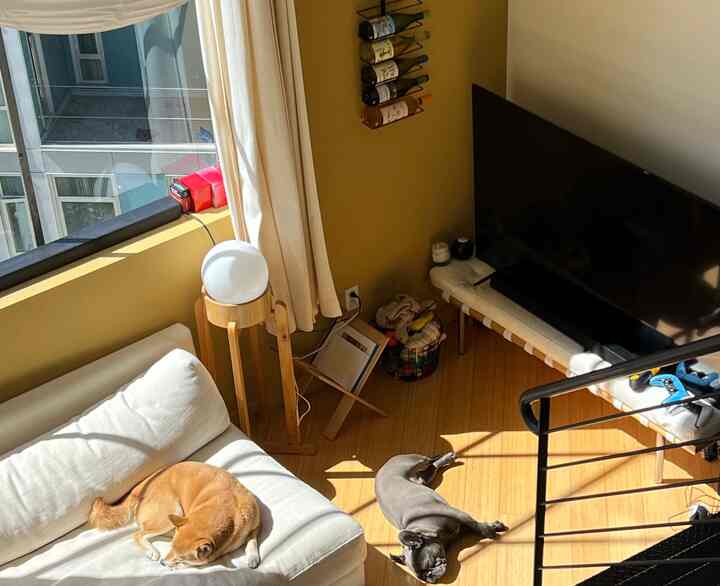 Natural color and wood tone living room featuring white sofa bathed in sunlight with two dogs resting on floor and sofa, creating cozy atmosphere