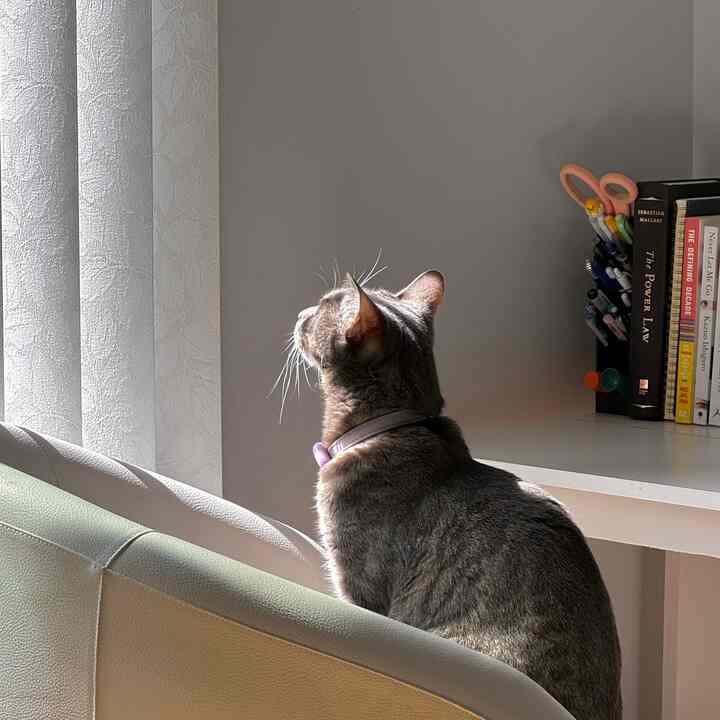 A simple and natural white-toned workspace with a cat sitting by the window, sunlight streaming over the desk and office chair