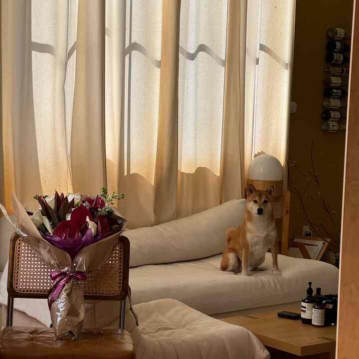 when your pup matches your furniture 🐶 #japandi #cozyroom #interiorprops 