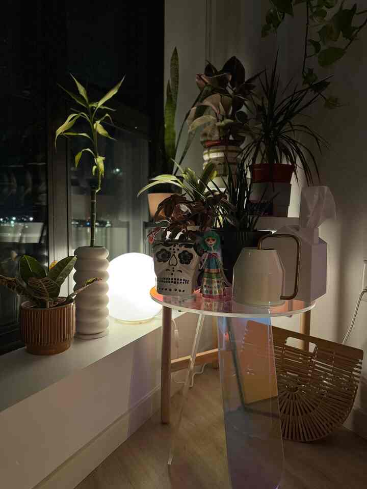 Creating cozy vibes with soft lighting and my favorite plants. 🌿✨ #plantasthetic #homevibes #cozycorners