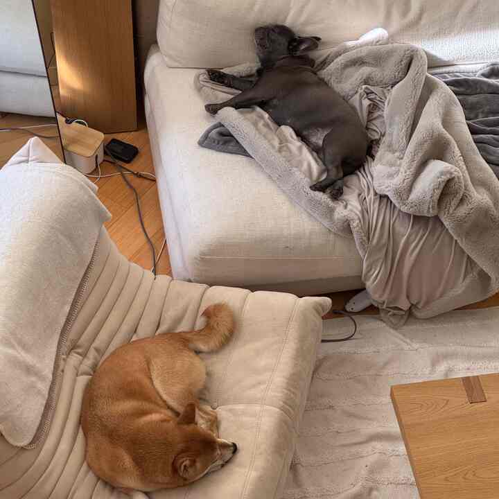 a messy nap time #japandi #cozyhome #pets #naptime