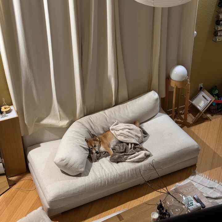 Post Thanksgiving meal nap by Kaiju #japandi #shibainu #cozyhome