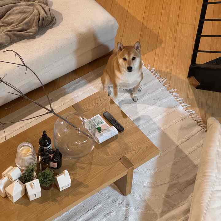 patiently waiting #cozyhome #japandi #shibainu 