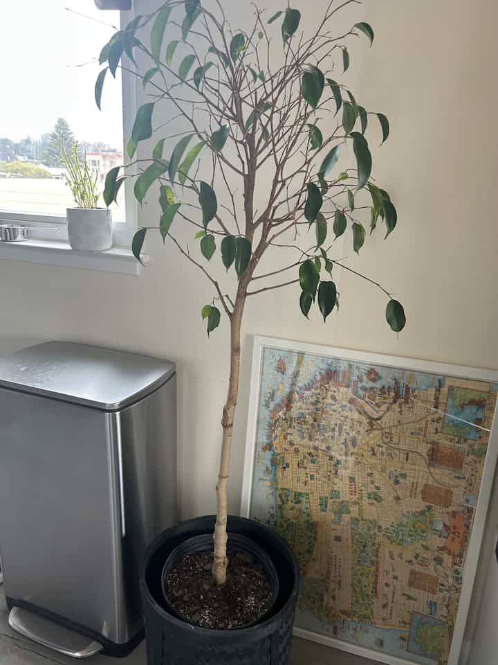 Bright indoor space with white walls featuring an olive tree, silver trash can, and a framed map leaning against the wall