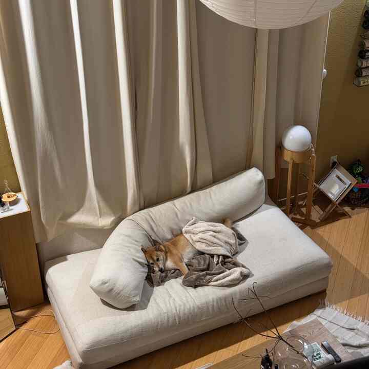 Ivory sofa and wood tone floor living room featuring a resting dog with blankets creating a cozy atmosphere