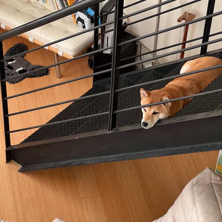 guard dog Kaiju #loftliving #sfapartment #cozyhome 