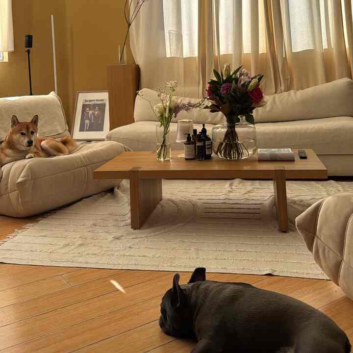 sunbathing  #loftliving #sunshine #cozyhome 