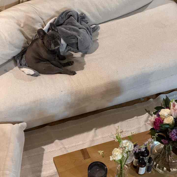 ollie waiting for his dinner #cozyhome #japandi #dogs