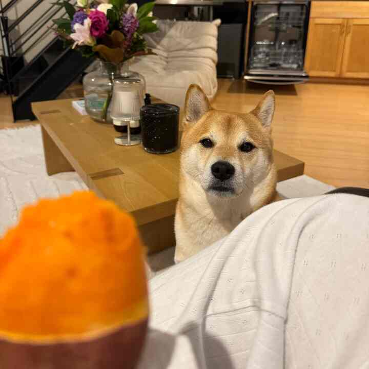 Kaiju vs sweet potato #athomethings #cozyhome #loft