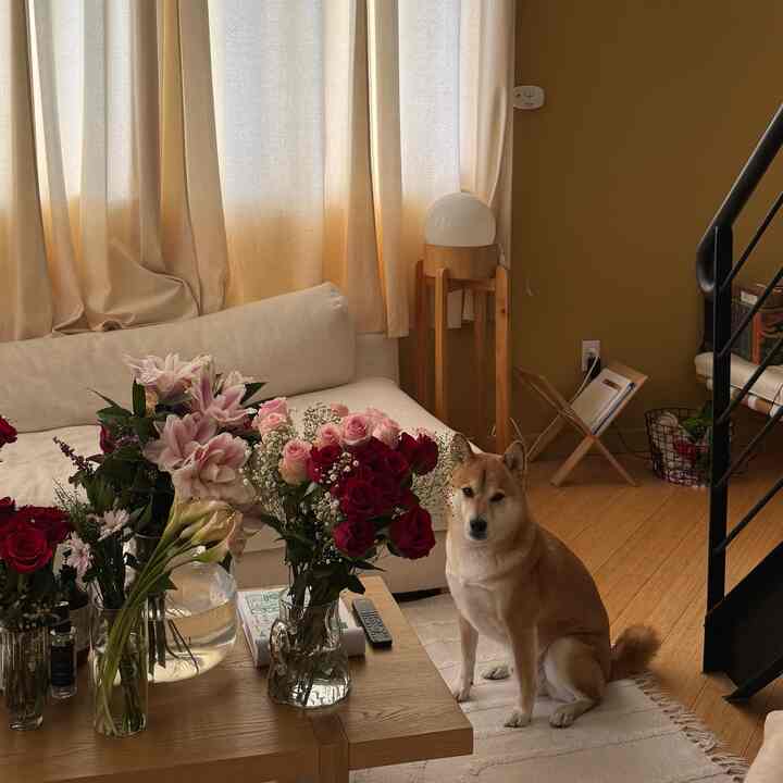 Kaiju is curious about flowers #valentines #cozyhome #loft